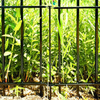 Metal Decorative Garden Fence 24" Wide x 24" High (5 Panels, Total Length 10 feet), Metal Border Folding Fence, Landscape Fencing Dog Fence Pet Fence for Flower Bed, Yard, Animal Barrier