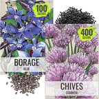 Seed Needs Borage & Chives Seeds for Planting Fresh Kitchen Herbs - Non-GMO Heirloom & Untreated Perennial Herb Seed to Plant a Culinary Garden Indoors or Outdoors (2 Packs)