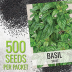 Seed Needs Sweet Basil & Italian Oregano Seeds for Planting Fresh Kitchen Herbs - Non-GMO Heirloom & Untreated Perennial & Annual Herb Seed to Plant a Culinary Garden Indoors or Outdoors (2 Packs)