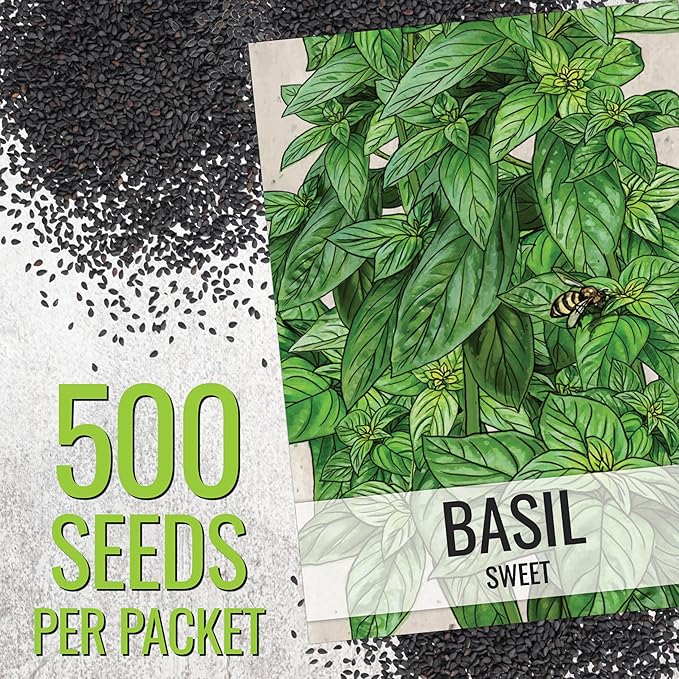 Seed Needs Sweet Basil & Italian Oregano Seeds for Planting Fresh Kitchen Herbs - Non-GMO Heirloom & Untreated Perennial & Annual Herb Seed to Plant a Culinary Garden Indoors or Outdoors (2 Packs)