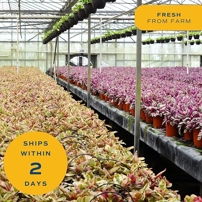 Costa Farms Live Indoor House Plants (3-Pack), Hand Selected Easy to Maintain Indoor Assorted Houseplants in Plant Pots, Curated Air Purifying Mix, Low Light, Home Office Decor Plant Gift