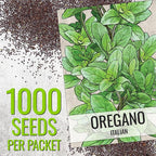 Seed Needs Thyme & Oregano Seeds for Planting Fresh Kitchen Herbs - Non-GMO Heirloom & Untreated Perennial Herb Seed to Plant a Culinary Garden Indoors or Outdoors (2 Packs)