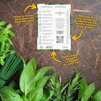 Seed Needs Herb Seeds Variety Pack Culinary Herb Collection (12 Individual Packets for Planting Indoors or Outdoors) Grow Your Own Herb Garden - Heirloom, Non-GMO