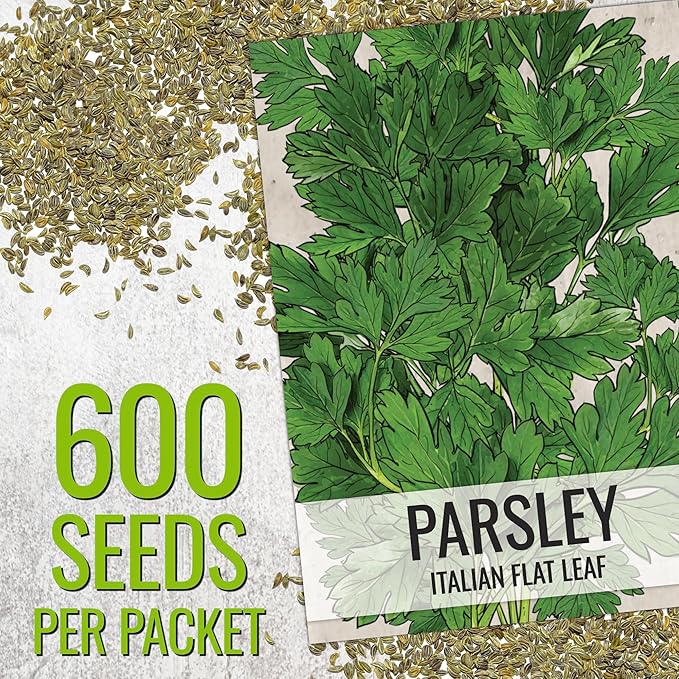 Seed Needs Italian Parsley & Dill Seeds for Planting Fresh Kitchen Herbs - Non-GMO Heirloom & Untreated Perennial Herb Seed to Plant a Culinary Garden Indoors or Outdoors (2 Packs)