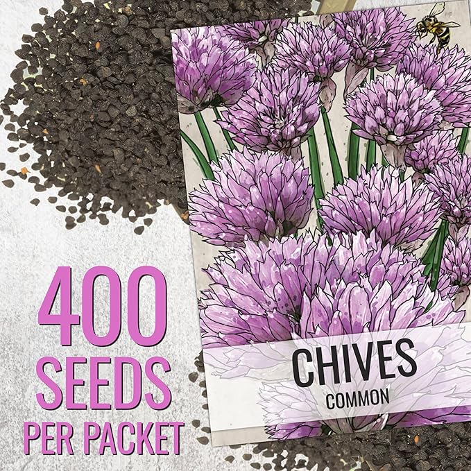 Seed Needs Italian Parsley & Chives Seeds for Planting Fresh Kitchen Herbs - Non-GMO Heirloom & Untreated Perennial Herb Seed to Plant a Culinary Garden Indoors or Outdoors (2 Packs)