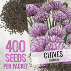 Seed Needs Italian Parsley & Chives Seeds for Planting Fresh Kitchen Herbs - Non-GMO Heirloom & Untreated Perennial Herb Seed to Plant a Culinary Garden Indoors or Outdoors (2 Packs)