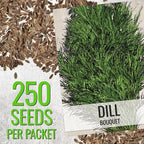 Seed Needs Cilantro & Dill Seeds for Planting Fresh Kitchen Herbs - Non-GMO Heirloom & Untreated Perennial Herb Seed to Plant a Culinary Garden Indoors or Outdoors (2 Packs)