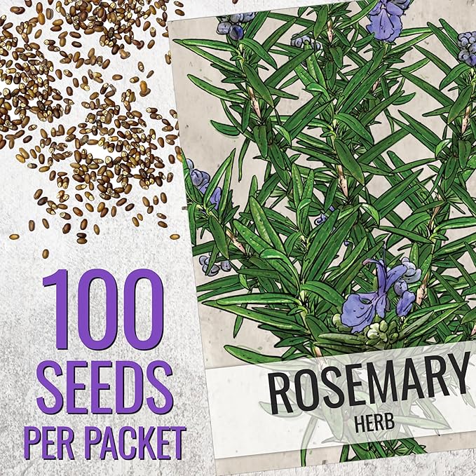 Seed Needs Rosemary & Sage Seeds for Planting Fresh Kitchen Herbs - Non-GMO Heirloom & Untreated Perennial Herb Seed to Plant a Culinary Garden Indoors or Outdoors (2 Packs)
