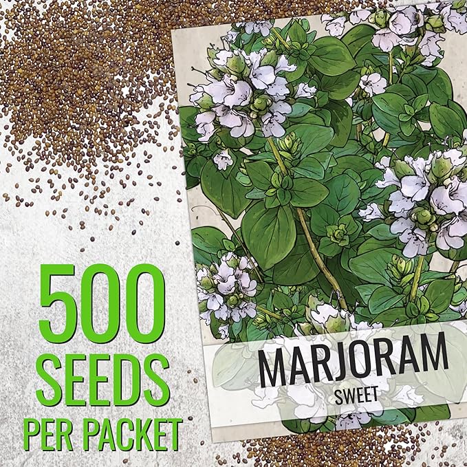 Seed Needs Sweet Marjoram & Italian Oregano Seeds for Planting Fresh Kitchen Herbs - Non-GMO Heirloom & Untreated Perennial Herb Seed to Plant a Culinary Garden Indoors or Outdoors (2 Packs)