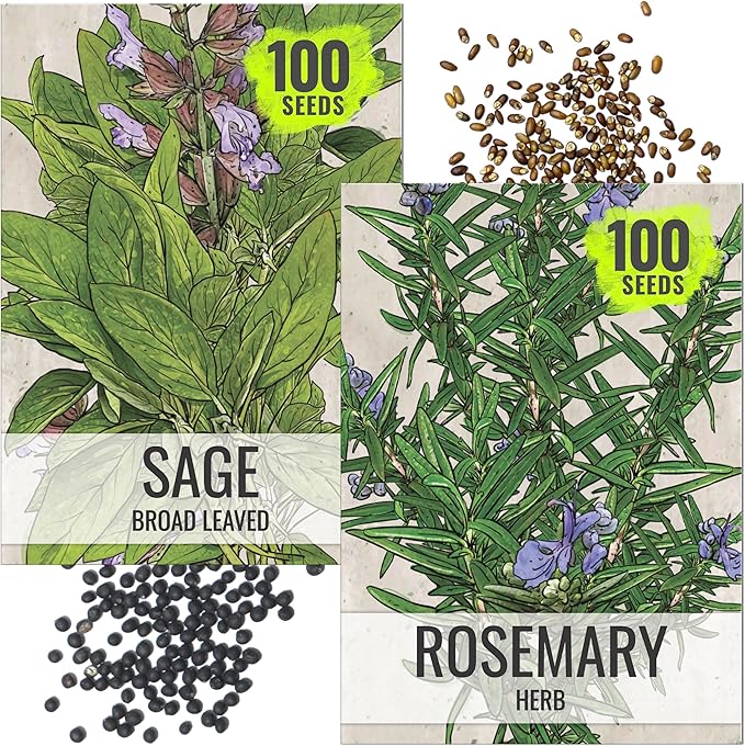 Seed Needs Rosemary & Sage Seeds for Planting Fresh Kitchen Herbs - Non-GMO Heirloom & Untreated Perennial Herb Seed to Plant a Culinary Garden Indoors or Outdoors (2 Packs)