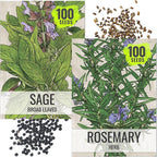 Seed Needs Rosemary & Sage Seeds for Planting Fresh Kitchen Herbs - Non-GMO Heirloom & Untreated Perennial Herb Seed to Plant a Culinary Garden Indoors or Outdoors (2 Packs)