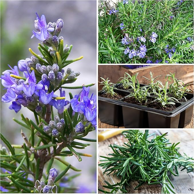 Seed Needs Rosemary & Thyme Seeds for Planting Fresh Kitchen Herbs - Non-GMO Heirloom & Untreated Perennial Herb Seed to Plant a Culinary Garden Indoors or Outdoors (2 Packs)