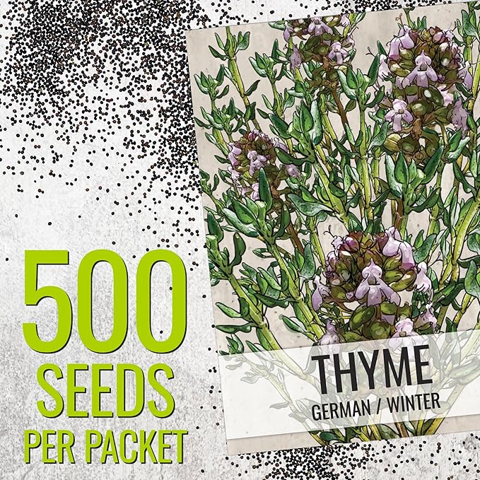 Seed Needs Rosemary & Thyme Seeds for Planting Fresh Kitchen Herbs - Non-GMO Heirloom & Untreated Perennial Herb Seed to Plant a Culinary Garden Indoors or Outdoors (2 Packs)