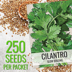 Seed Needs Cilantro & Dill Seeds for Planting Fresh Kitchen Herbs - Non-GMO Heirloom & Untreated Perennial Herb Seed to Plant a Culinary Garden Indoors or Outdoors (2 Packs)