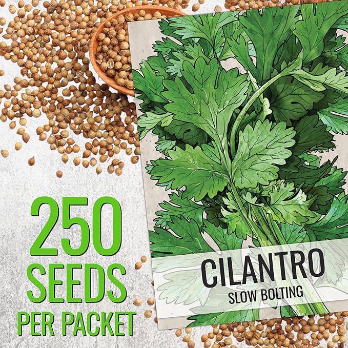 Seed Needs Cilantro & Dill Seeds for Planting Fresh Kitchen Herbs - Non-GMO Heirloom & Untreated Perennial Herb Seed to Plant a Culinary Garden Indoors or Outdoors (2 Packs)