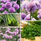 Seed Needs Borage & Chives Seeds for Planting Fresh Kitchen Herbs - Non-GMO Heirloom & Untreated Perennial Herb Seed to Plant a Culinary Garden Indoors or Outdoors (2 Packs)