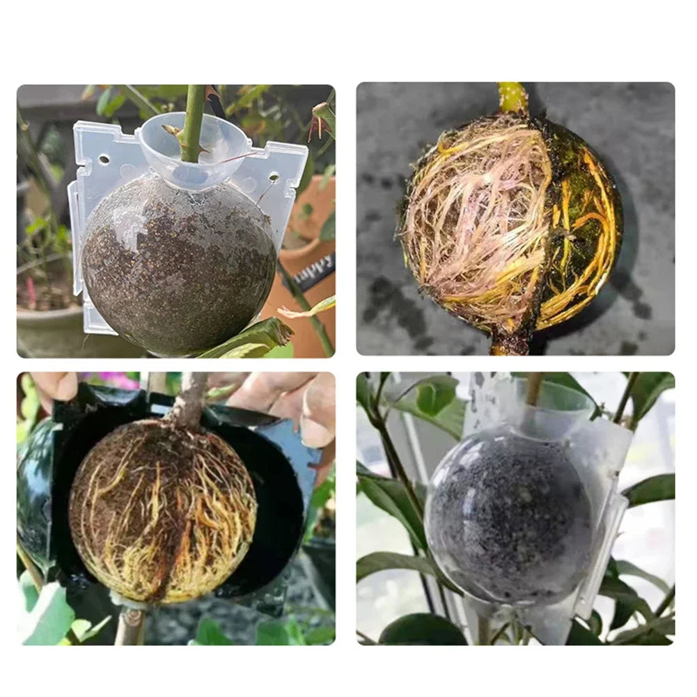 1/3/6/9Pcs Plant Rooting Ball Transplant Nursery Ball Sapling Propagation Grafting Breeding Case for Home Gardening Tools