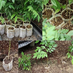 100-200Pcs Nursery Bags Plant Grow Bags Biodegradable Non-woven Fabric Seeds To Sow Flower Pot For Home Garden Accessories Tools