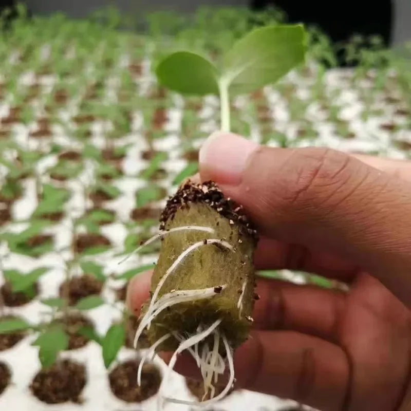 Seedling Grow Plug Sponge Block Starter Stonewool Planting Cubes Soilless Hydroponics Cuttings Garden Plants Propagation Tools