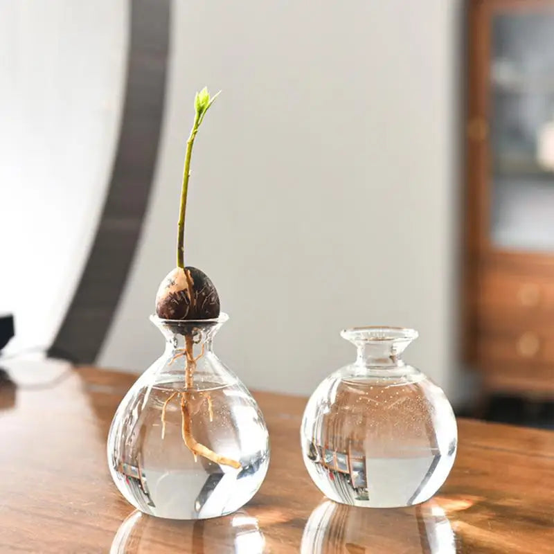 Avocado Hydroponic Vase Seed Cultivation Containers For Avocado Pits Vase For Transparent High Borosilicate Glassware