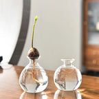 Avocado Hydroponic Vase Seed Cultivation Containers For Avocado Pits Vase For Transparent High Borosilicate Glassware