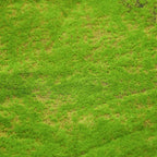 Artificial Turf Moss Wall Synthetic Grassland Fake Faux Grass Simulation Muscu Grass Decor Outdoor Decoration Garden Accessories