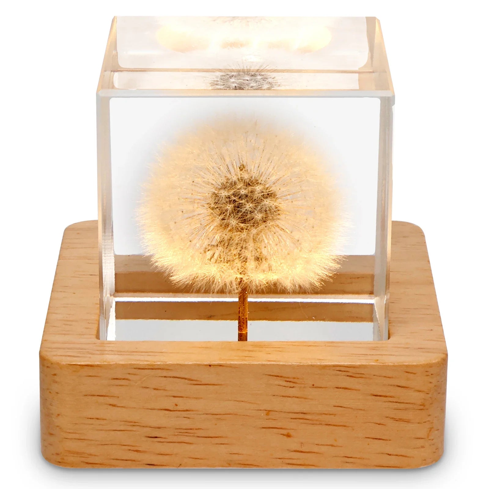 3D Dandelion Crystal Ball LED Night Light with Beech Wood Stand Preserved Flower Sphere Ball Resin Craft Home Decor Bithday Gift
