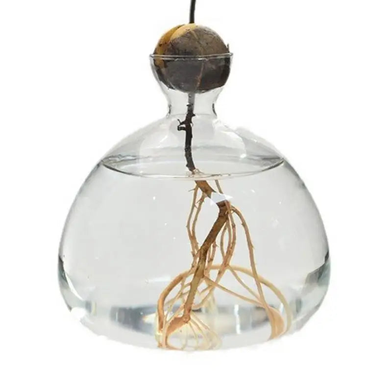 Avocado Hydroponic Vase Seed Cultivation Containers For Avocado Pits Vase For Transparent High Borosilicate Glassware
