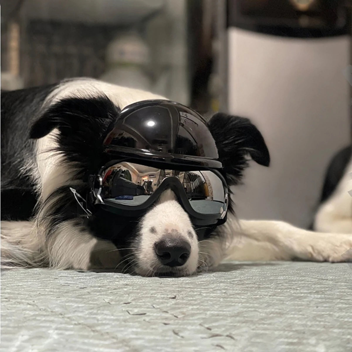 Protective Dog Helmet & Goggles Set for Biking & Outdoor Safety