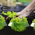 5/10/20pcs Slug Protection Vegetables Covers Plant Snail Collar Guard Garden