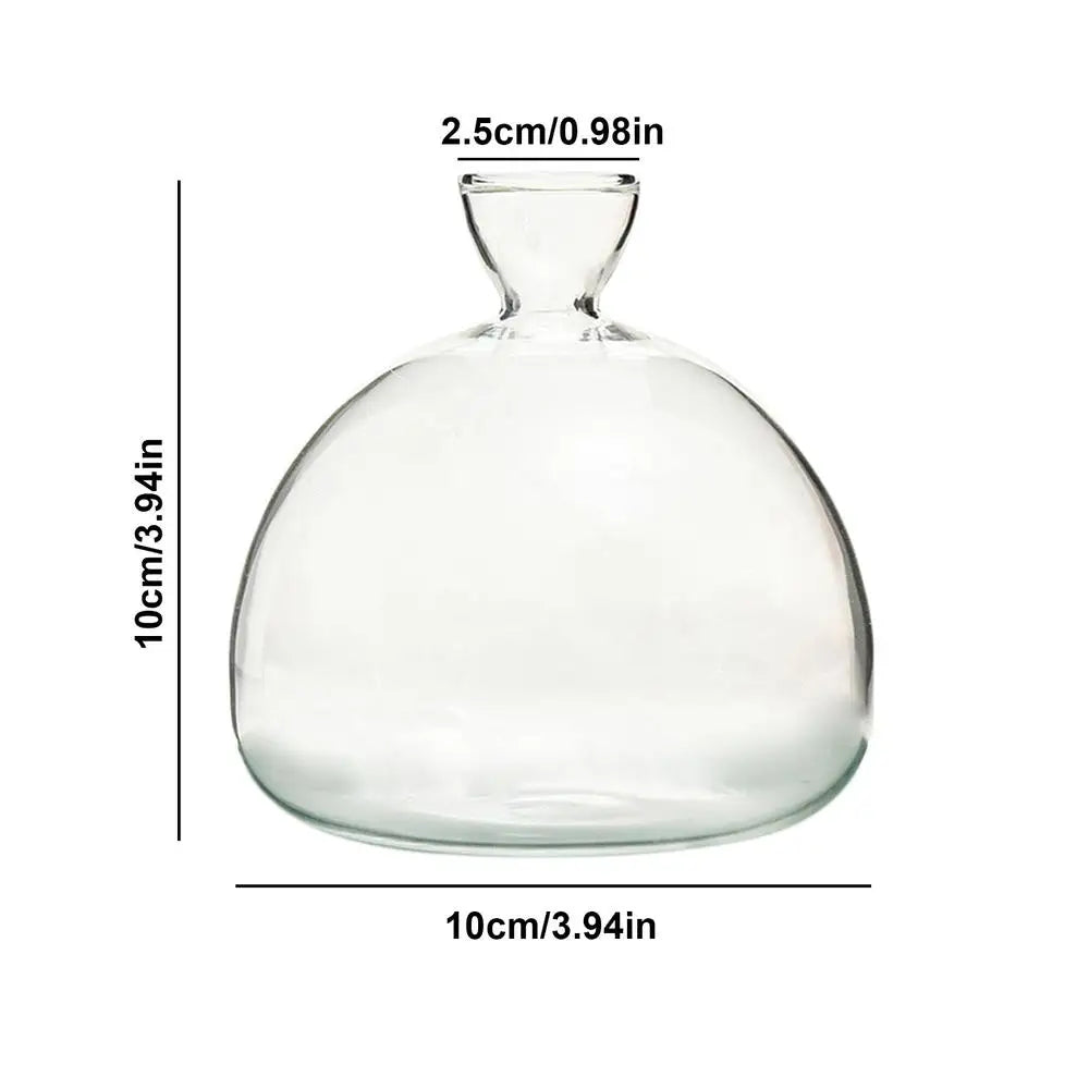 Avocado Hydroponic Vase Seed Cultivation Containers For Avocado Pits Vase For Transparent High Borosilicate Glassware