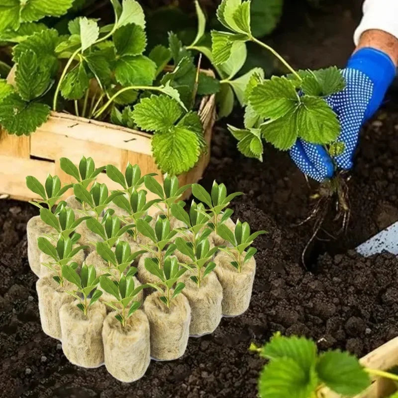 Seedling Grow Plug Sponge Block Starter Stonewool Planting Cubes Soilless Hydroponics Cuttings Garden Plants Propagation Tools