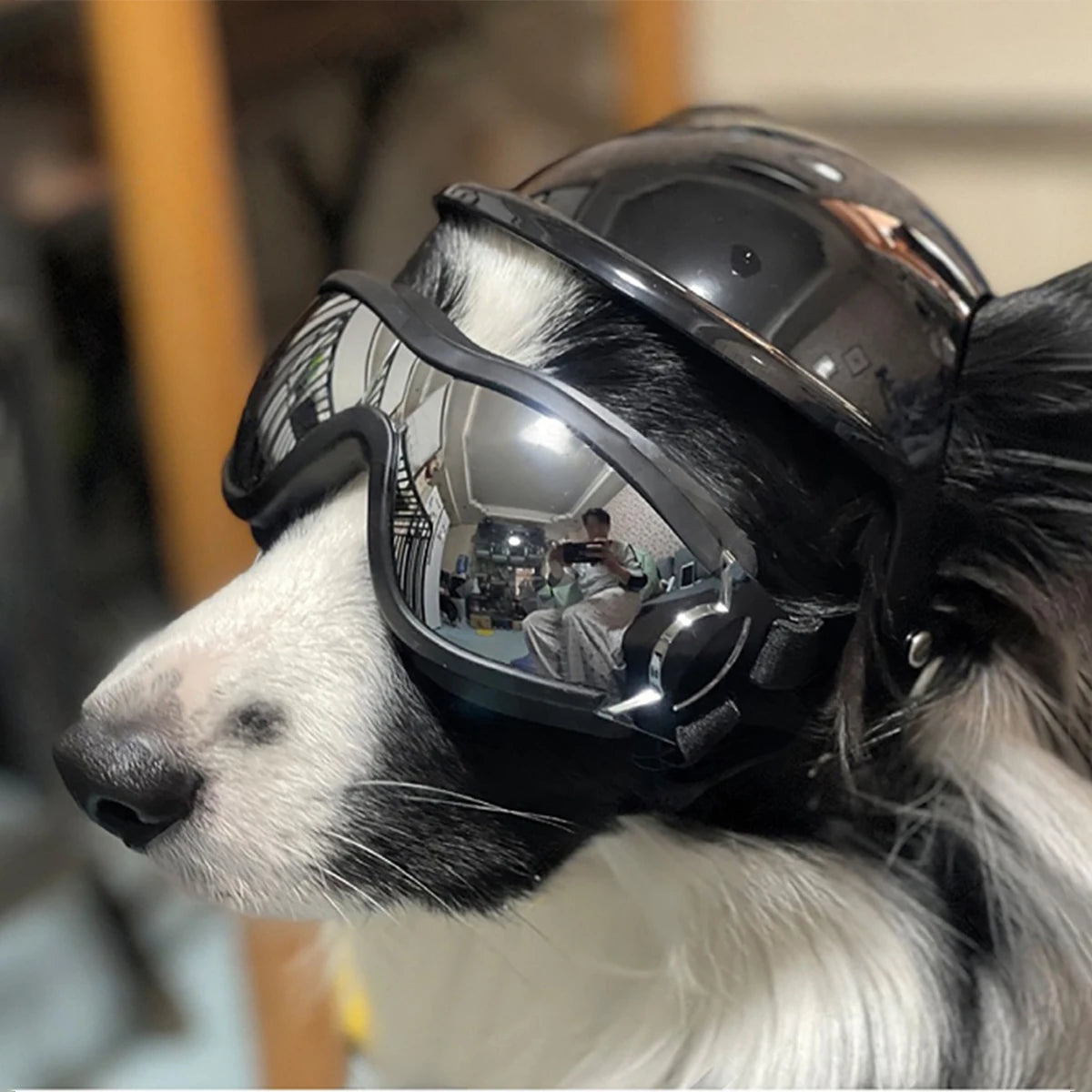 Protective Dog Helmet & Goggles Set for Biking & Outdoor Safety