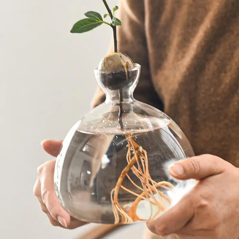 Avocado Hydroponic Vase Seed Cultivation Containers For Avocado Pits Vase For Transparent High Borosilicate Glassware