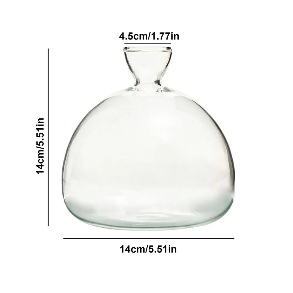 Avocado Hydroponic Vase Seed Cultivation Containers For Avocado Pits Vase For Transparent High Borosilicate Glassware