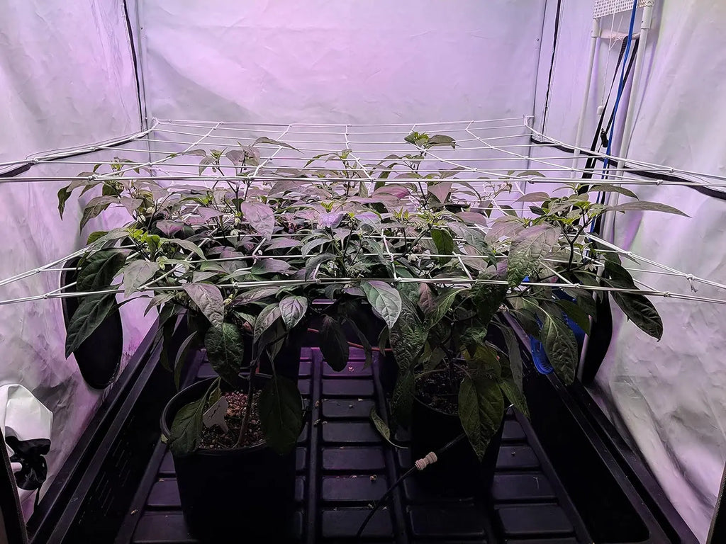 4'' Mesh Grow Tent Trellis Netting, Heavy-Duty Elastic Plant Net with Steel Hooks, Flexible Hydroponics Support for Horticulture