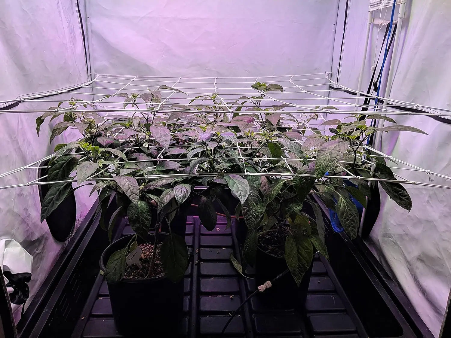4'' Mesh Grow Tent Trellis Netting, Heavy-Duty Elastic Plant Net with Steel Hooks, Flexible Hydroponics Support for Horticulture