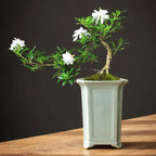 Creative Geyao Ice Crack Chinese Style Orchid Plant Pot Flowerpot Desktop Ornaments Vase Bonsai Container Planter Home Decor